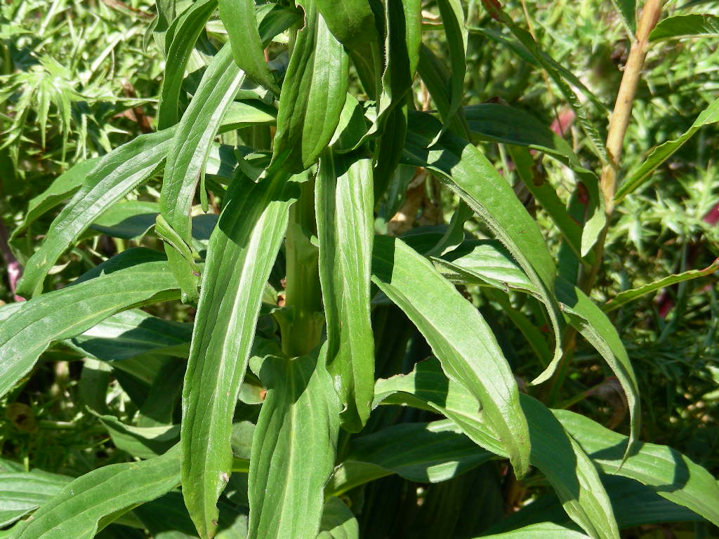 Digitalis ferruginea / Digitale bruna